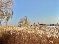 -苏州太湖湖滨国家湿地公园