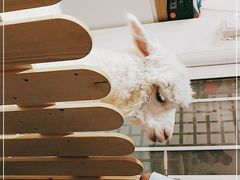 -Heymao猫咖.咖啡厅(东门店)