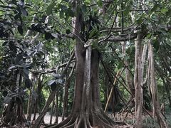 -中国科学院西双版纳热带植物园