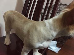 -1013 PET SHOP 宠物商店(近铁城市广场店)