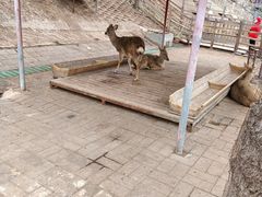 -北京鹿世界主题园