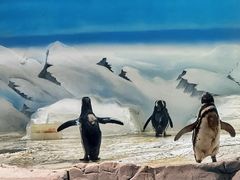 -上海海洋水族馆