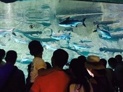 -泉城欧乐堡海洋极地世界