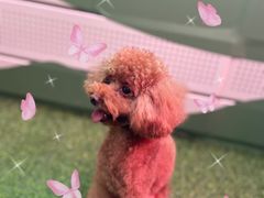 -FAELING PETS美天灵宠物(富力广场店)
