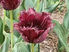 -长春公园(普阳街道)