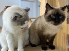 -Heymao猫咖.咖啡厅(东门店)