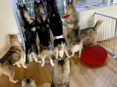 -Husky Go! 哈士奇体验馆·宠物咖啡厅狗咖