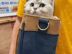 -御宝贝·A梦猫科宠物医院(国际猫友好医院)