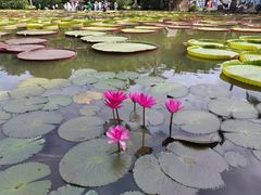-中国科学院西双版纳热带植物园
