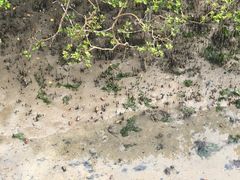 -北海金海湾红树林生态旅游区