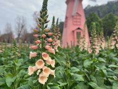 -顺峰山公园