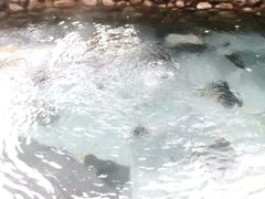 -深业半汤御泉庄温泉