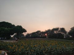 -松山湖梦幻百花洲