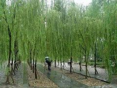 -柳浪闻莺公园