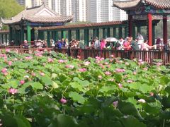 -莲花池公园