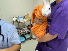 -立德异宠动物医院.兔鸟爬.内窥镜(天河店)
