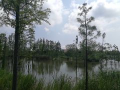 -上海长兴岛郊野公园