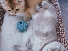 -糯米喵星人总部直营旗舰店·猫舍·幼猫出售
