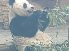 -石家庄市动物园