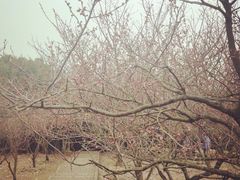 -香雪海