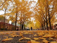 -三里屯东五街银杏大道