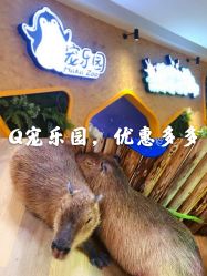 -七巧国萌宠乐园(龙湖天街店)