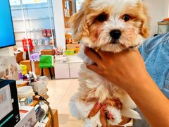 -翊宠yipet猫狗购宠庄园犬舍•猫舍