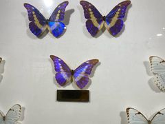 -上海昆虫博物馆