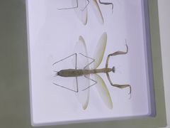 -上海昆虫博物馆