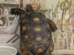 -上海大自然野生昆虫馆