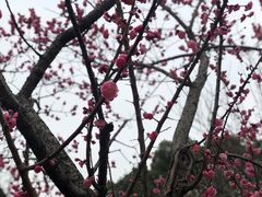 -无锡梅园公园
