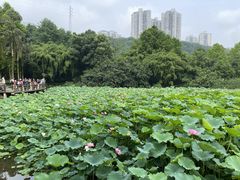 -龙头寺公园