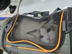 -四月宠物医院·猫专科·心脏专科·内科(转塘店)