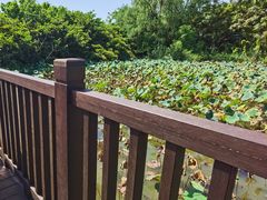 -大湾区中央湿地公园