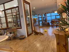 -猫小主咖啡·猫咖cat cafe(福田店)