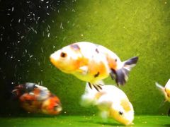 -南汇花鸟市场(上海浦东新花卉店)