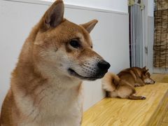 -柴源莊·柴小宠柴犬咖啡