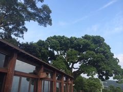 -草山夜未眠景观餐厅