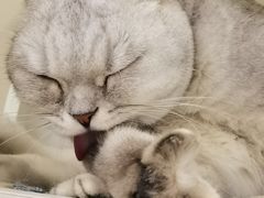 -猫域·湾主题猫咖·宠物吧(南坪城市广场店)