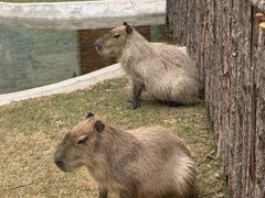 -鄂尔多斯野生动物园