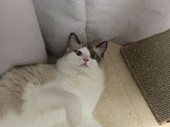 -爱诺耐芙动物医院(万博店)