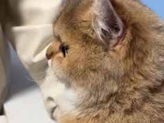 -瑞派福兴宠物医院犬猫全科·骨科·中西医结合(河东店)