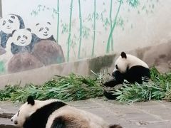 -中国大熊猫保护研究中心雅安碧峰峡基地