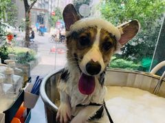 -PETKIT小佩宠物(昭化店)