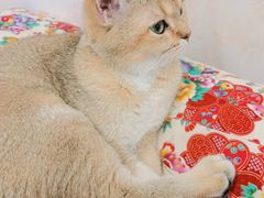 -柴迷FANS CLUB·柴犬狗咖·猫咖