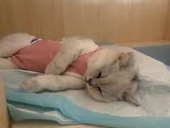 -乐琪宠物医院·犬猫专科·骨外科·急重症