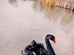 -盐城丹顶鹤湿地生态旅游区