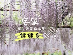 -嘉定紫藤园
