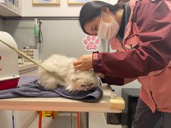 -伟伟宠物医院·瑞派猫友好医院·猫科(光谷店)