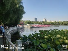 -莲花池公园